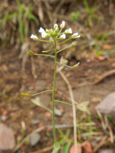 Capsella bursa-pastoris - Shepherd's-purse — BSBI VC77