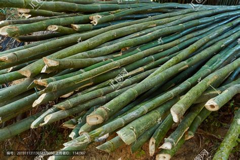 被砍掉的竹子,其它,纪实摄影,摄影素材,汇图网www.huitu.com