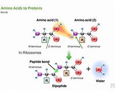 氨基酸 的图像结果