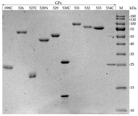 IJMS | Special Issue : Bacteriophage—Molecular Studies 5.0