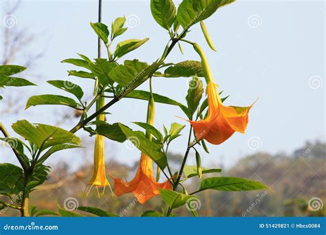 Datura stramonium stock image. Image of province, weed - 51429821