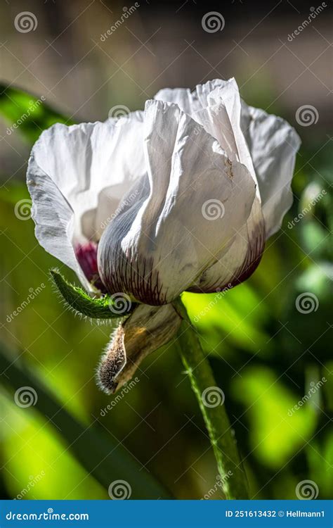White Poppy Flower stock photo. Image of bloom, drug - 251613432