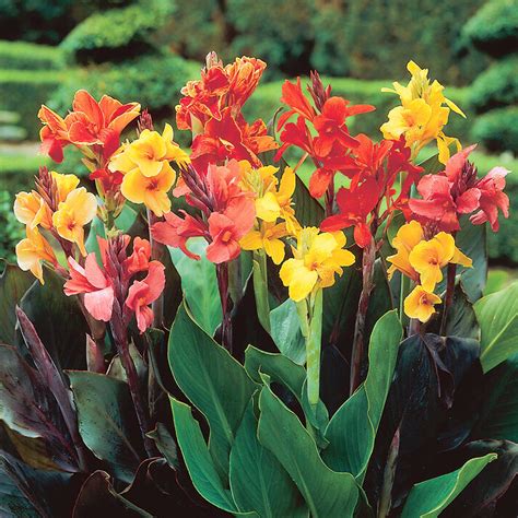 Mixed Cannas for Sale | Tropical Sunset Mix – Easy To Grow Bulbs