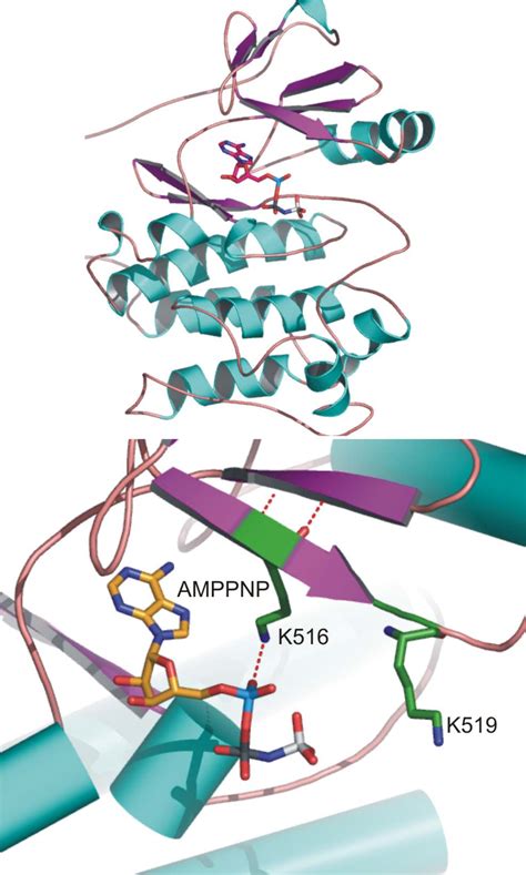 Receptor guanylyl cyclase C