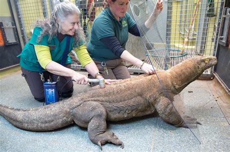 Anything for Animals: Selat the Komodo dragon gets VIP treatment for arthritis
