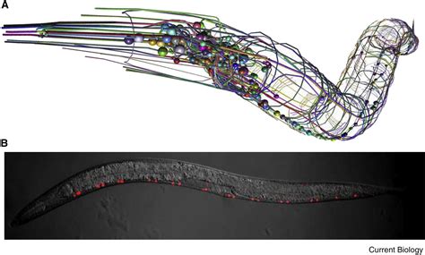 Revisiting Neuronal Cell Type Classification in Caenorhabditis elegans: Current Biology