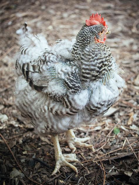 What Happens When a Chicken Molts (A Visual Guide) - Garden Betty