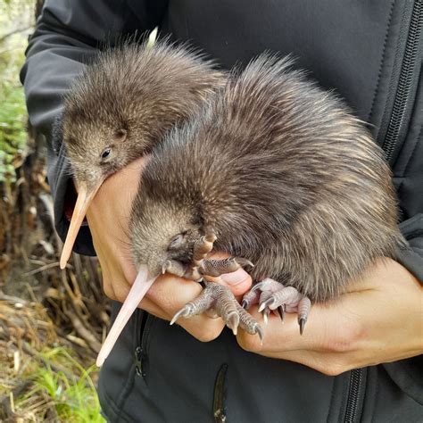 Kiwi Bird Egg Hatching The National Kiwi Hatchery Help Us Hatch Kiwi