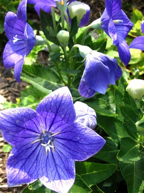 Do Balloon Flowers Rebloom at Missy Lynch blog