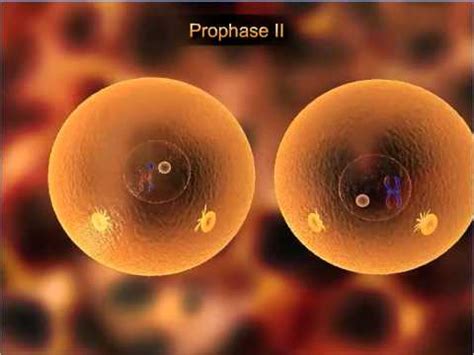 Meiosis - 2 Video Lecture - Biology for ACT