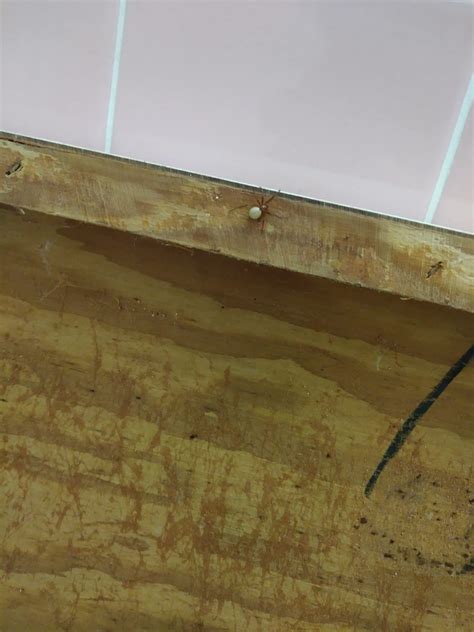 Unidentified spider in Tamarac, Florida United States