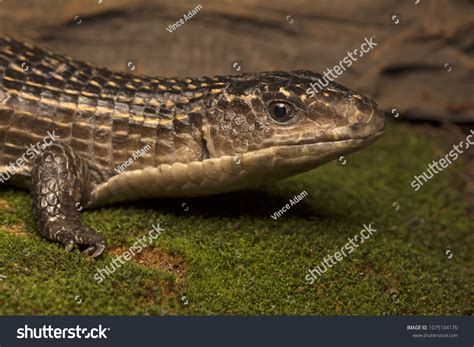 Close Shot Sudan Plated Lizard库存照片1075104170 | Shutterstock