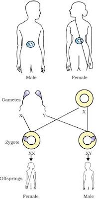 Notes of Ch 9 Heredity and Evolution| Class 10th Science - Amresh Academy