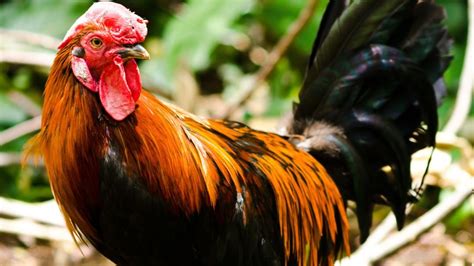 Image result for Java Chicken Facts