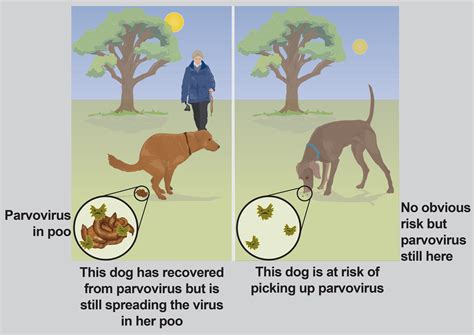 Awasome How Can A Puppy Get Parvovirus Ideas - Dotoss
