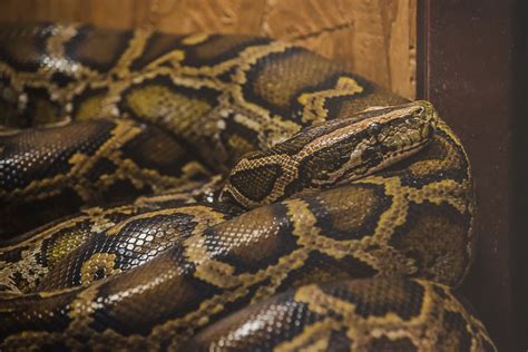 Image result for Indian Python Snake