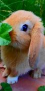 Image result for Funny Baby Bunnies