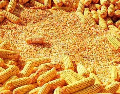 中国十强玉米种排行榜_腾讯新闻