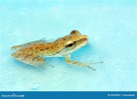 Frogs stock image. Image of scientific, frog, animal - 43939981