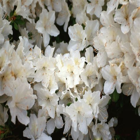 Rhododendron X Delaware Valley White Azalea | SiteOne