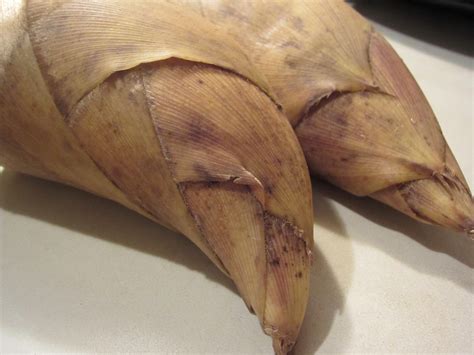 How to Prepare Fresh Bamboo Shoots | cooklikejapanese