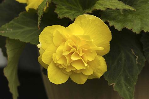 10 Varieties of Begonias for Gardens and Containers
