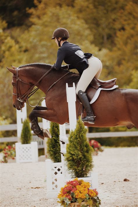 Free Images : bridle, eventing, rein, show jumping, cross country ...