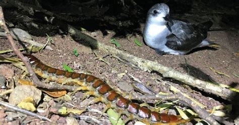 Bizarre Science: Australian Centipedes Eat Over 3,700 Seabirds Every Year