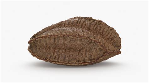 Brazil Nut In Shell 02 3D - TurboSquid 2286335
