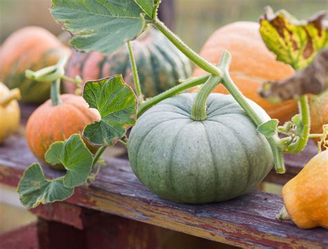 How To Harvest Pumpkins