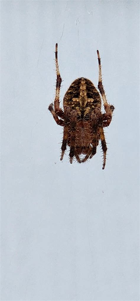 What is this big ol spider? : r/whatsthisbug
