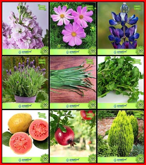 OhhSome Plant Seed Combo Flower Seeds and Tree Seeds : Cedars, Psidium ...