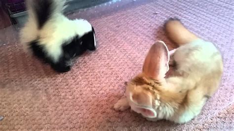 Baby Fennec Fox And Baby Skunk Are Growing Up Together As The Very Best of Unlikely Friends - baby fox or skunk