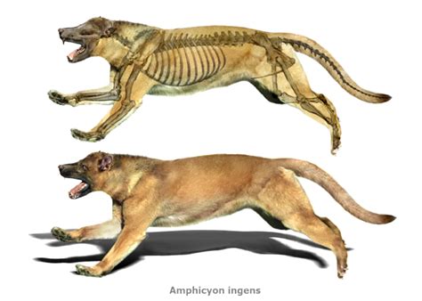 Amphicyon, the Bear Dog | Bear dog, Dogs, Megafauna