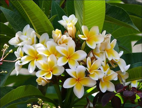 Image result for Sorting Algorithm Non-Recursive