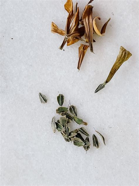 What Do Zinnia Seeds Look.like at Kathy Hibbard blog