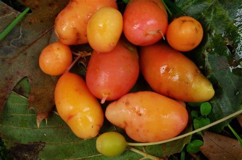 15 Facts About Softball You Didn't Know - OhMyFacts