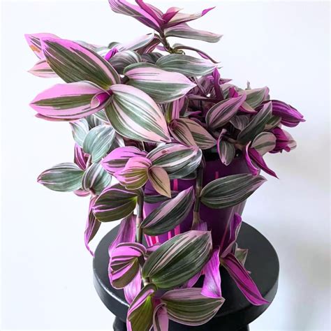 Fastest Growing Indoor Plants to Instantly Transform Your Space - Plantilio