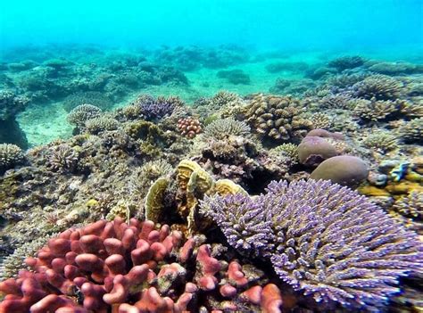 Malvan Marine Sanctuary, malvan, India - Top Attractions, Things to Do ...