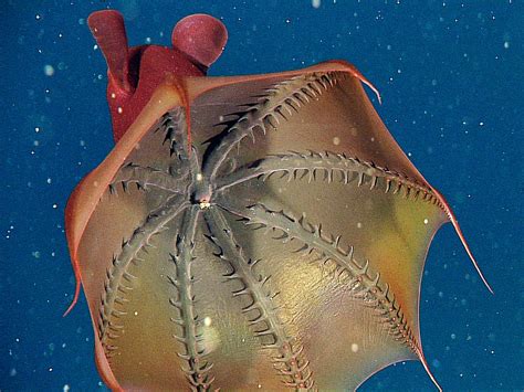 Pictures: Vampire Squid's Surprising Diet Revealed | National Geographic