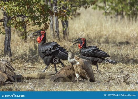 Southern Ground Hornbill in Kruger National Park, South Africa Stock Photo - Image of ...