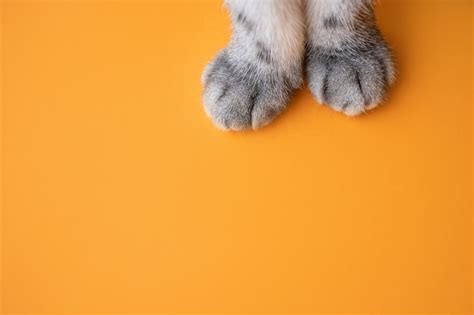 Paws of a gray cat on an orange background. | Premium Photo