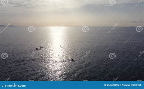 Swim in Sea 的图像结果