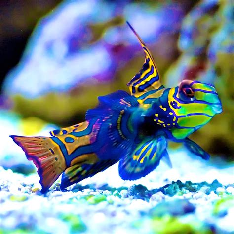 Green Mandarin Dragonet | Mandarin fish, Animals, Fish pet