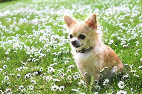 Do Chihuahuas Shed And How To Deal With Their Shedding Schedule