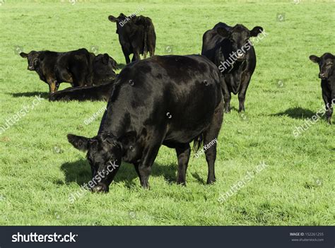 Black Aberdeen Angus Grazing English Summer Stock Photo 152261255 ...