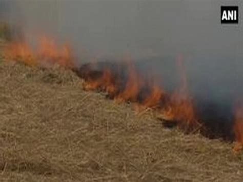 Punjab News: पराली जलाने के मामले में हॉटस्‍पॉट बने पंजाब के ये 3 जिले ...