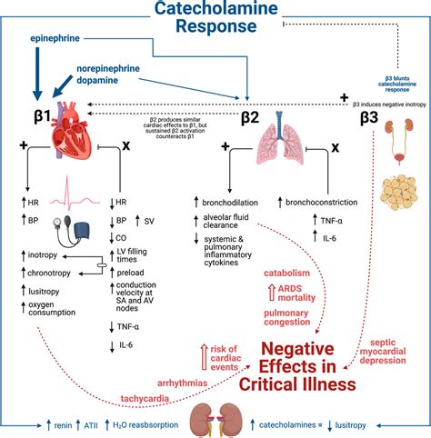 Beta-Adrenergic Blockers | Pharmacology for Nurses Class Notes