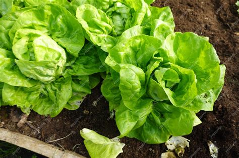 Premium Photo | Lettuce cultivation in the vegetable garden lettuce ...