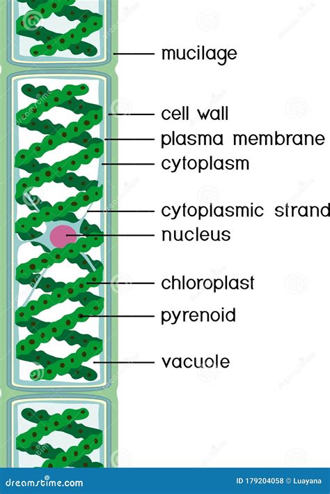 Structure of Spirogyra Charophyte Green Algae with Titles Stock Vector - Illustration of cell ...